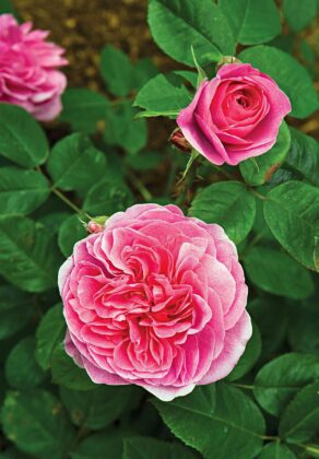The 60 Best Fragrant Plants for Scented Gardens Every Season