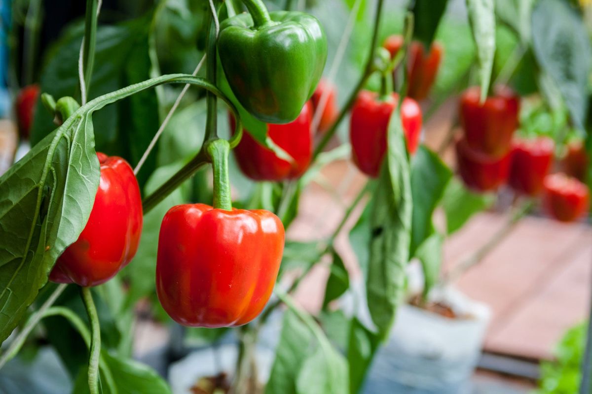 Growing Bell Peppers