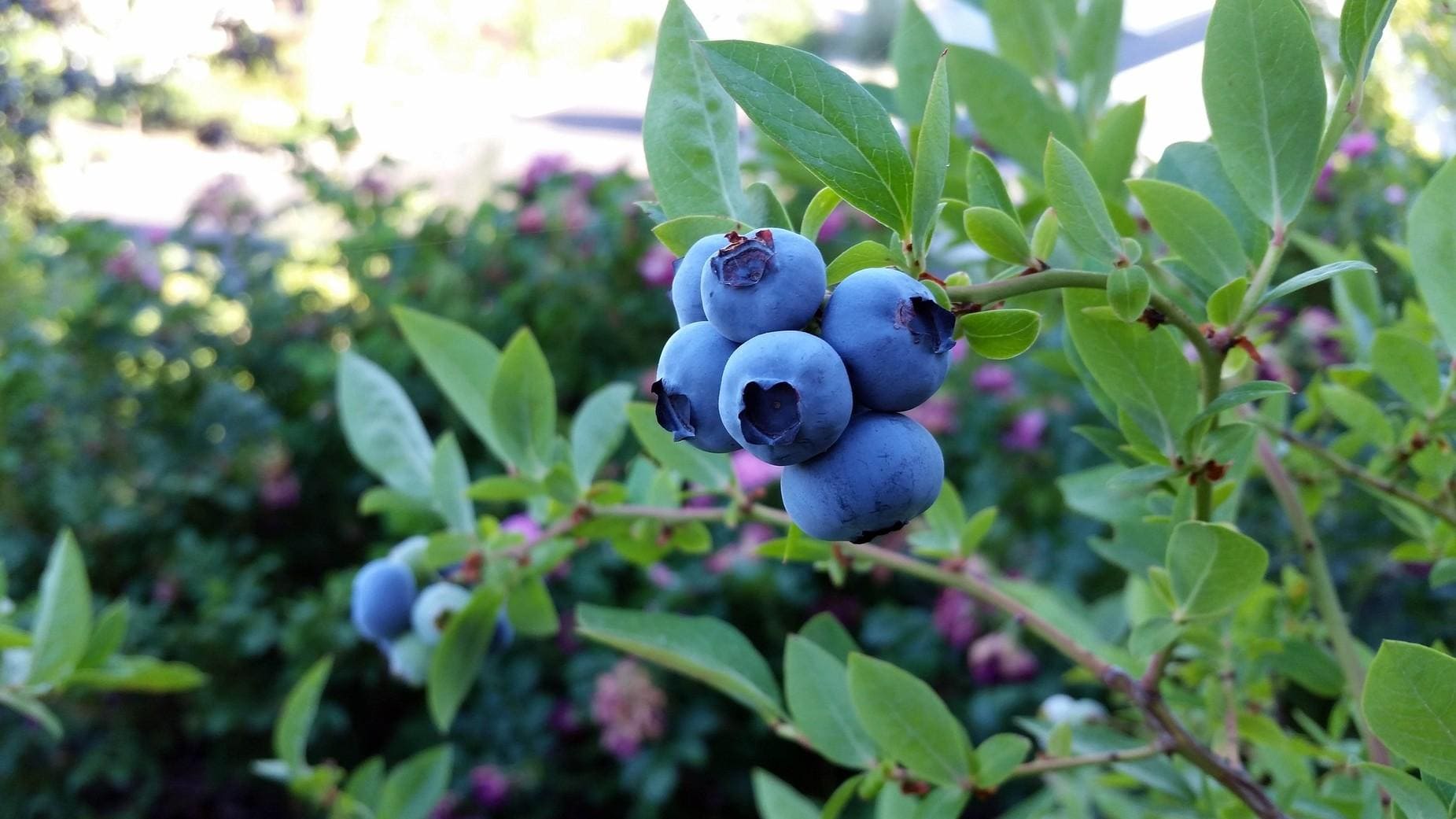 How to Grow Blueberries