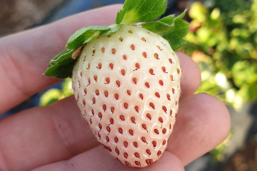 How to Grow White Strawberries