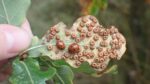 22 Amazing Types of Plant Galls You’ll Spot in Your Garden
