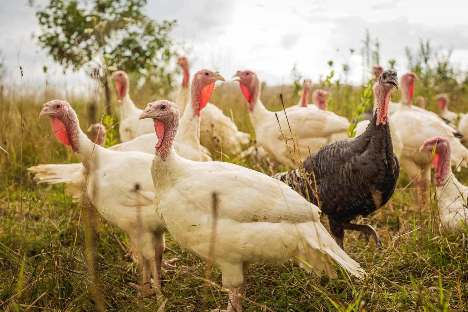 Turkey Breeds