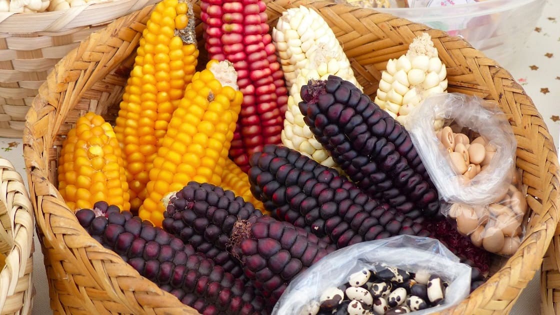 Types of Corn