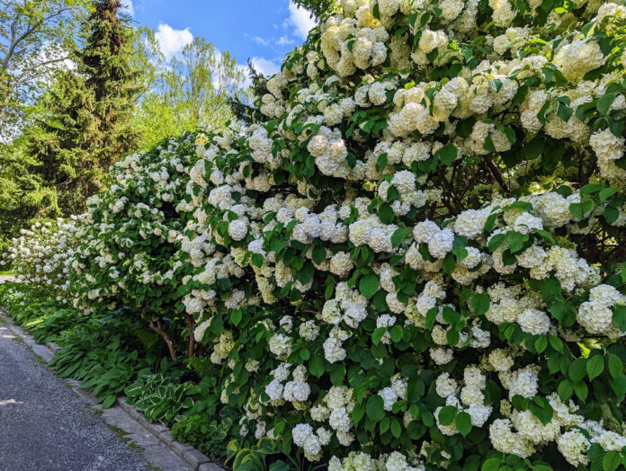 The 60 Best Fragrant Plants for Scented Gardens Every Season