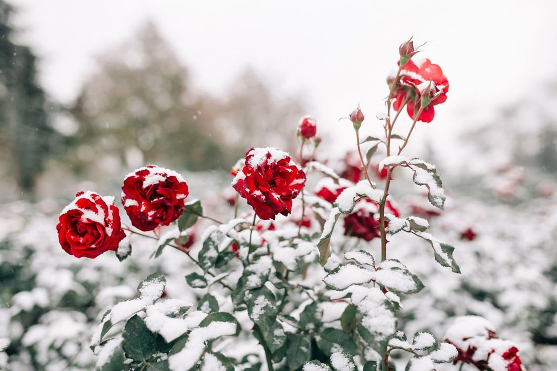 Winter Flowers