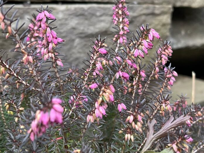 40 Winter Flowers That Bloom In Snow For Your Cold Garden