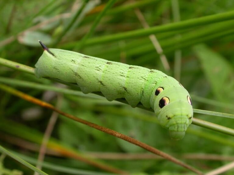 Barb Hawk Harvest Savvy: 32 Types of Green Caterpillars: Identification, Species ...