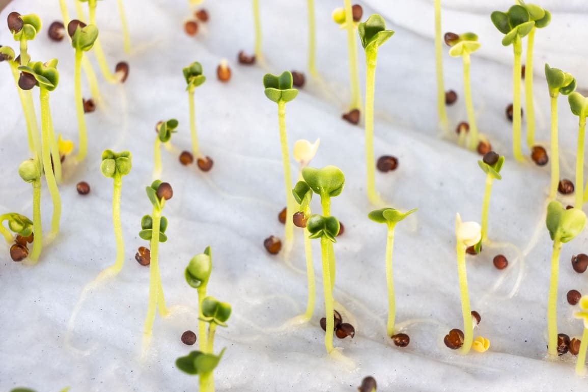 How to Germinate Seeds