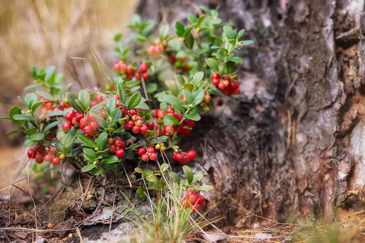 How to Grow Lingonberries