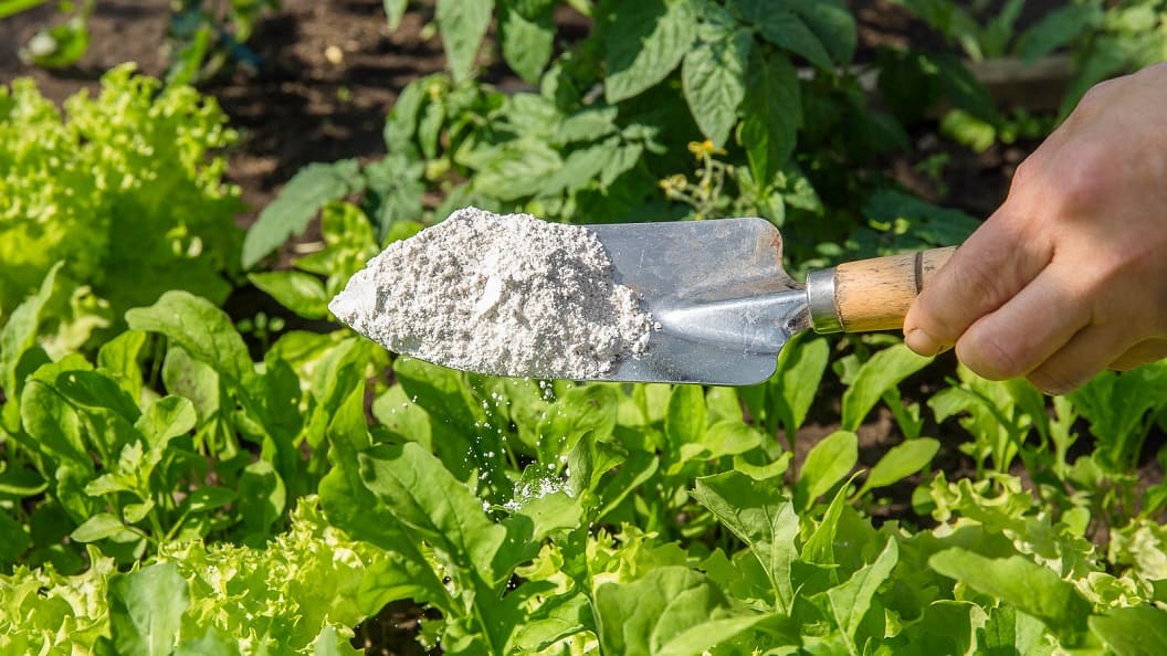 How to Use Diatomaceous Earth in Your Garden