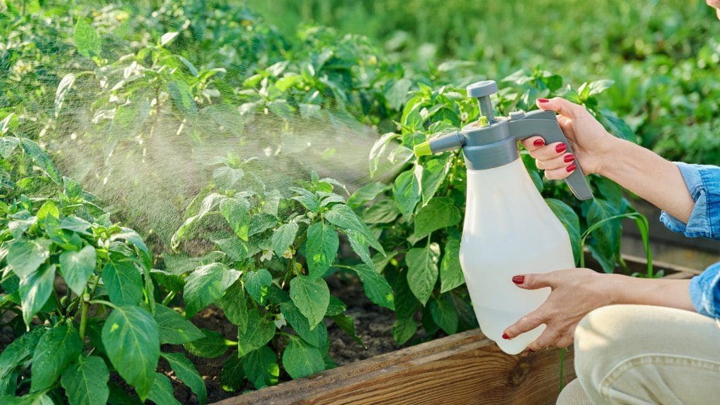 How to Use Horticultural Oil