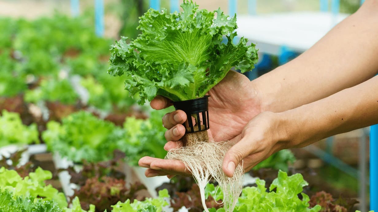 Hydroponics
