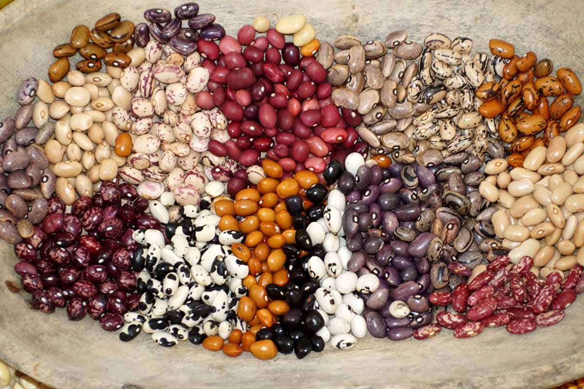 Types of Beans