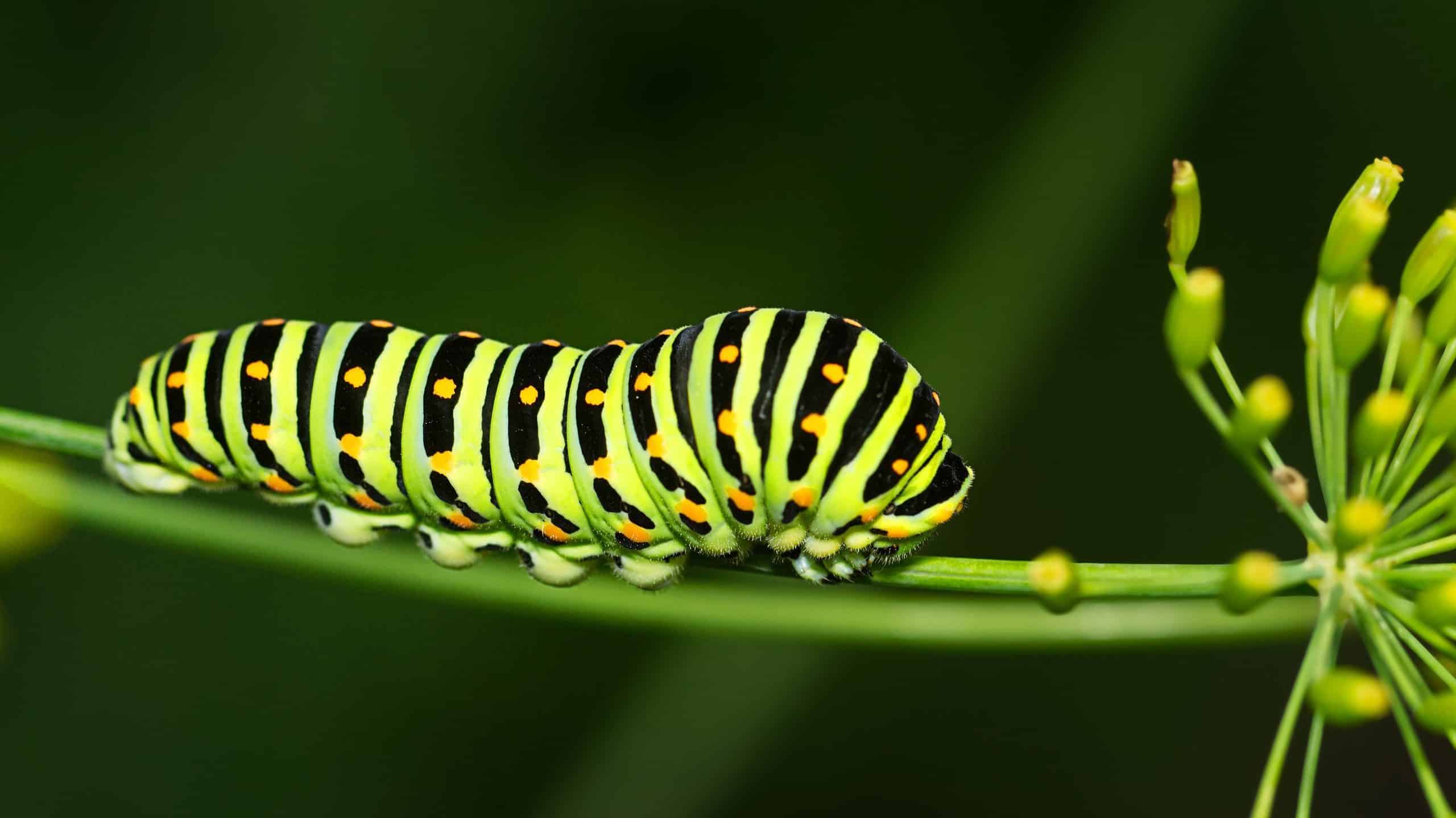 Types of Green Caterpillars
