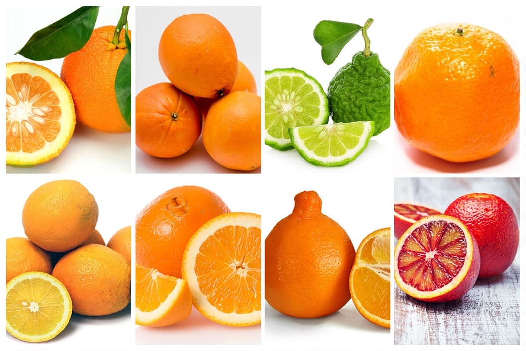 Types of Oranges