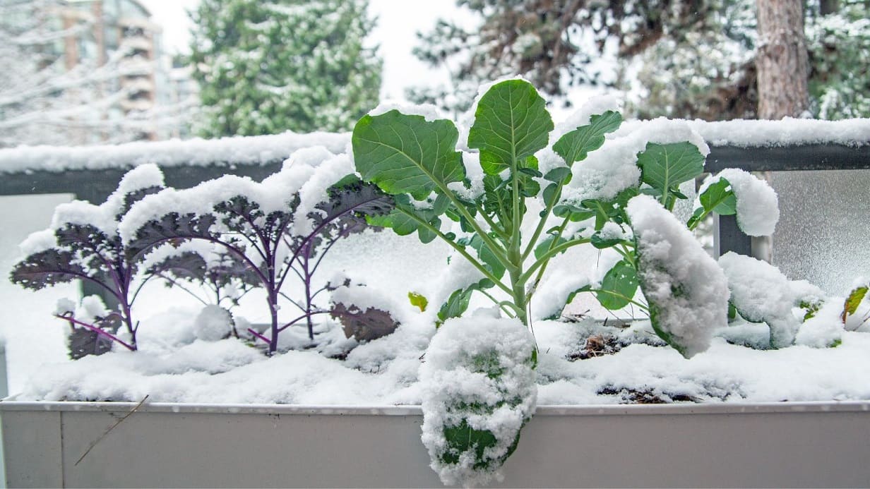 Winter Vegetables