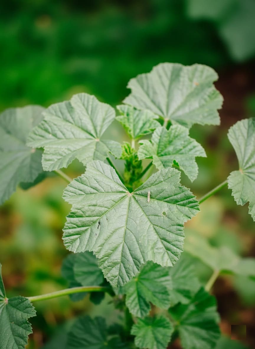 Common Mallow Leaves