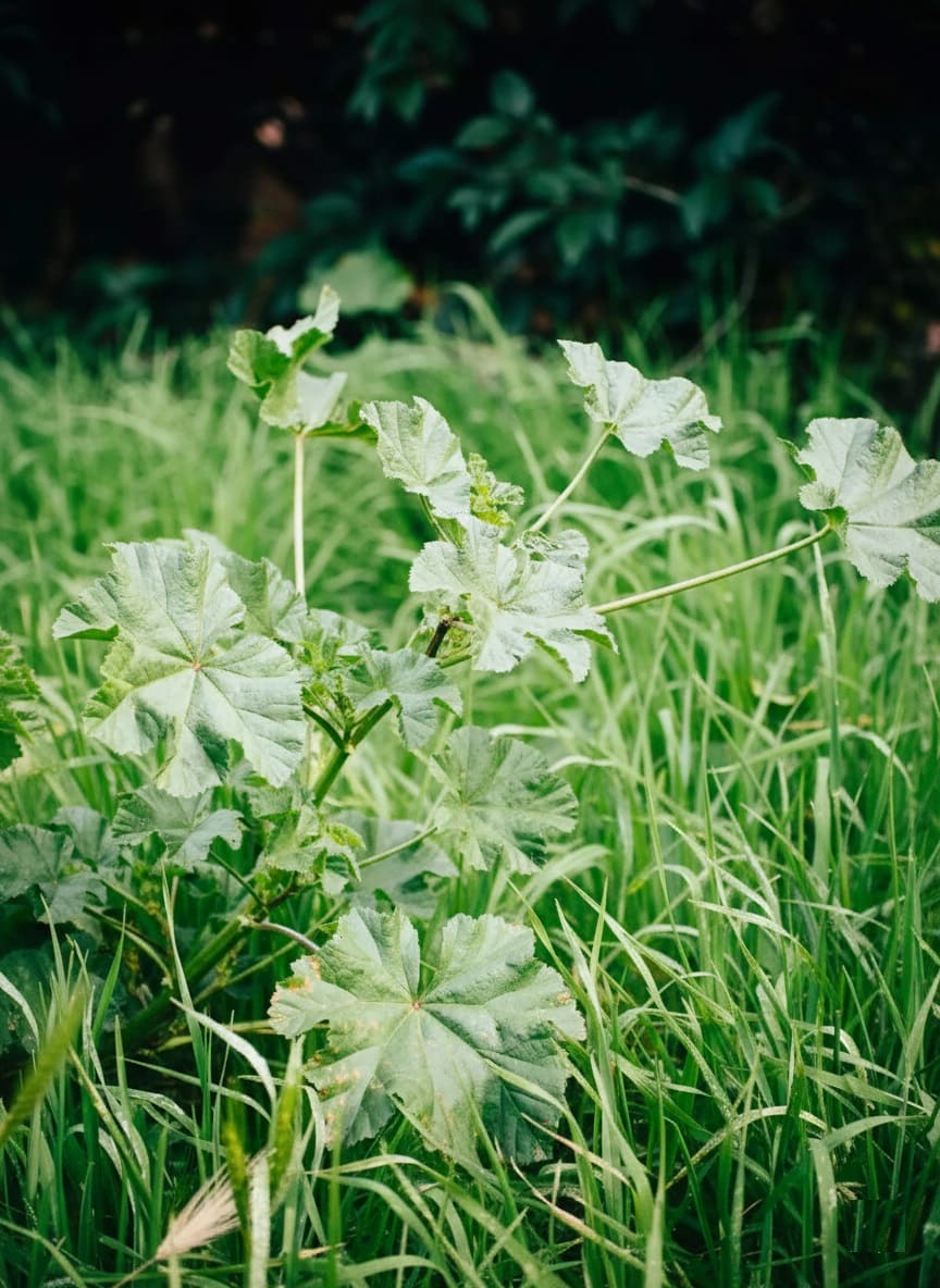 Common Mallow Size and Growth