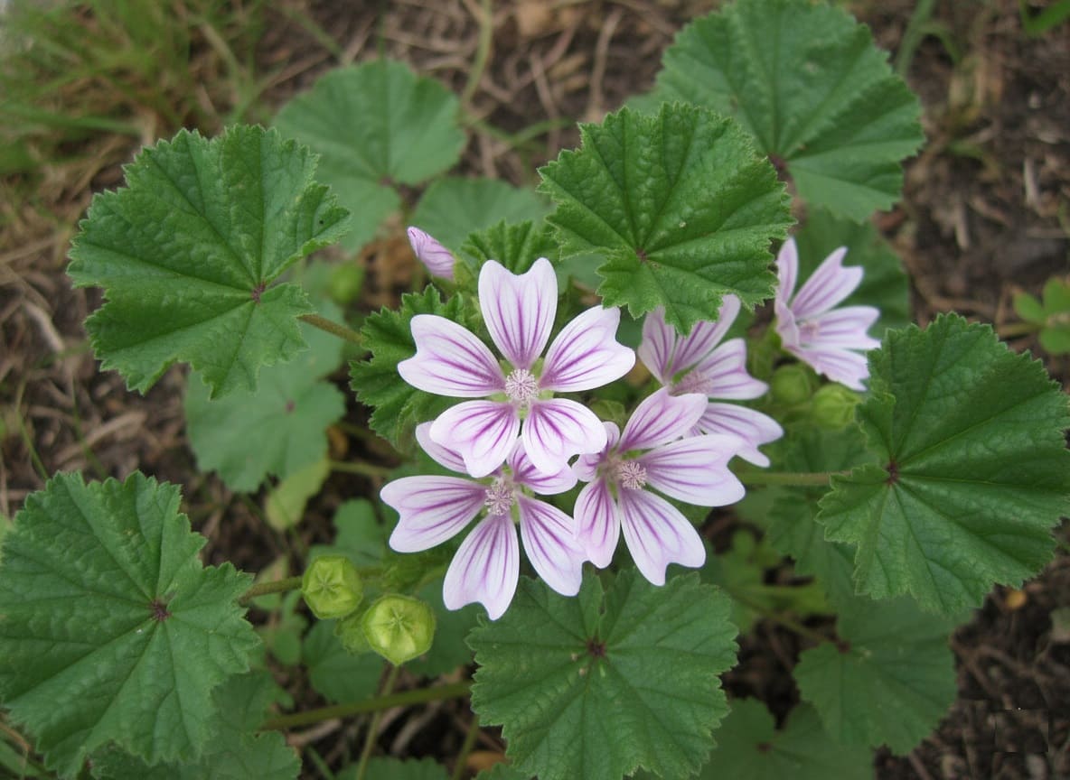 Common Mallow
