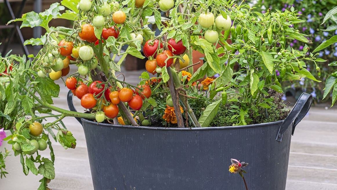 Grow Tomatoes in Pots