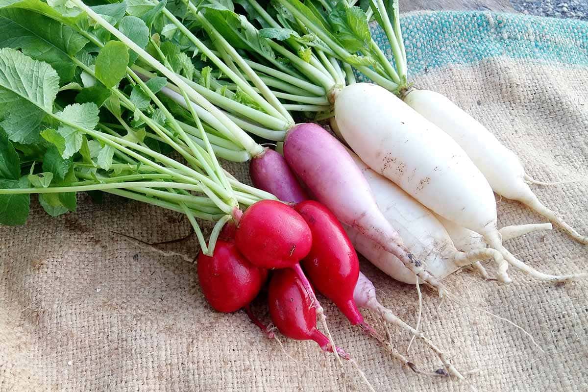 How to Grow Winter Radishes