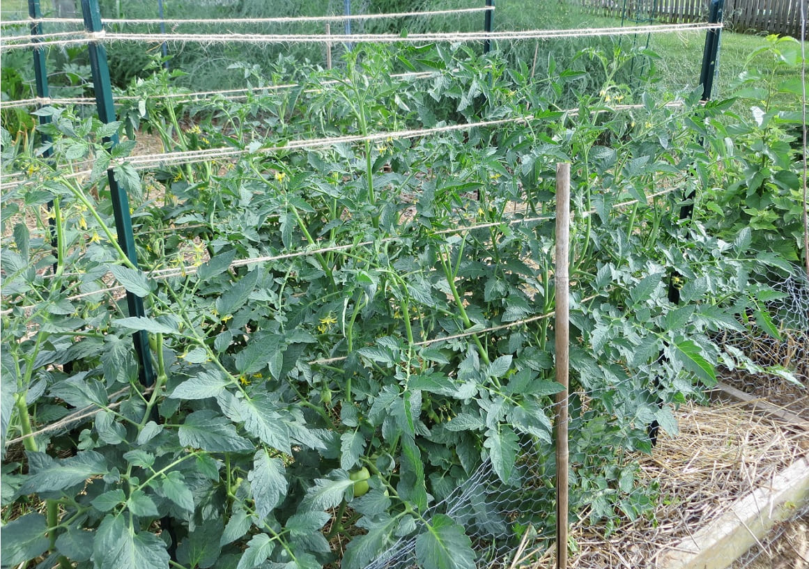How to Use the Florida Weave for Tomatoes