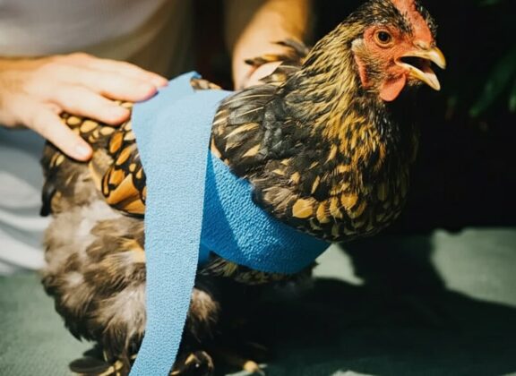 How to Treat a Broken Chicken Wing at Home & First Aid Tips