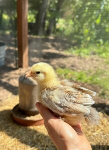 Image showcasing Chicken Molting Explained: What to Expect and How to Help