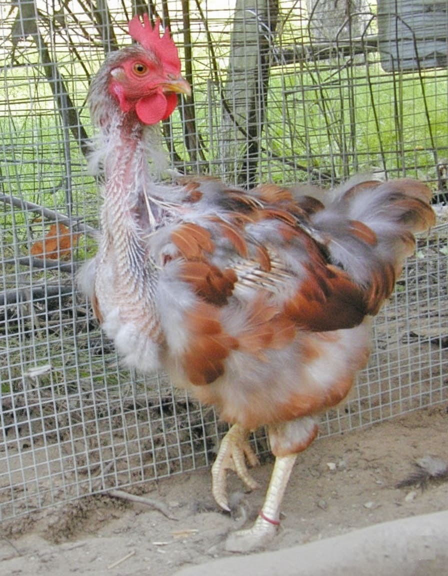 Chicken Feather Loss