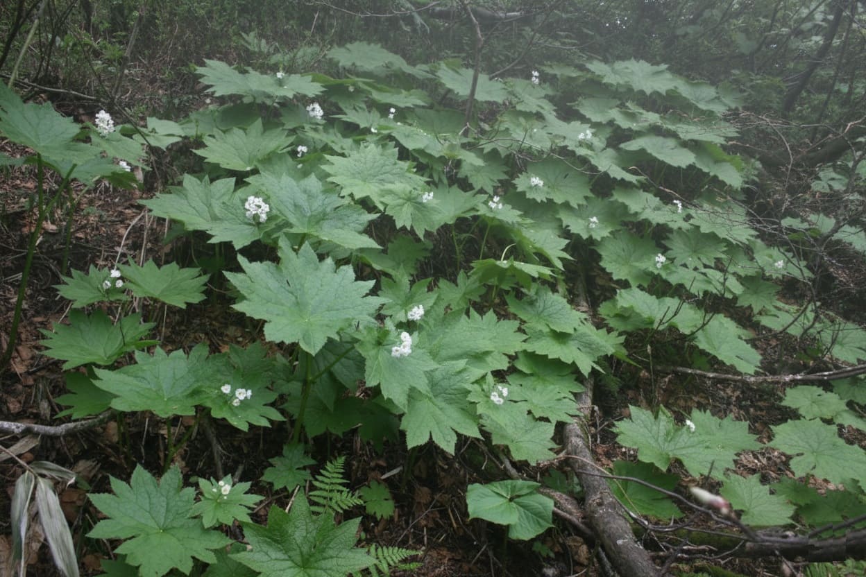 Diphylleia grayi in nature habitat