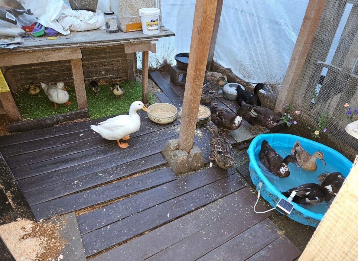 Duck Coop Floor Covering and Bedding