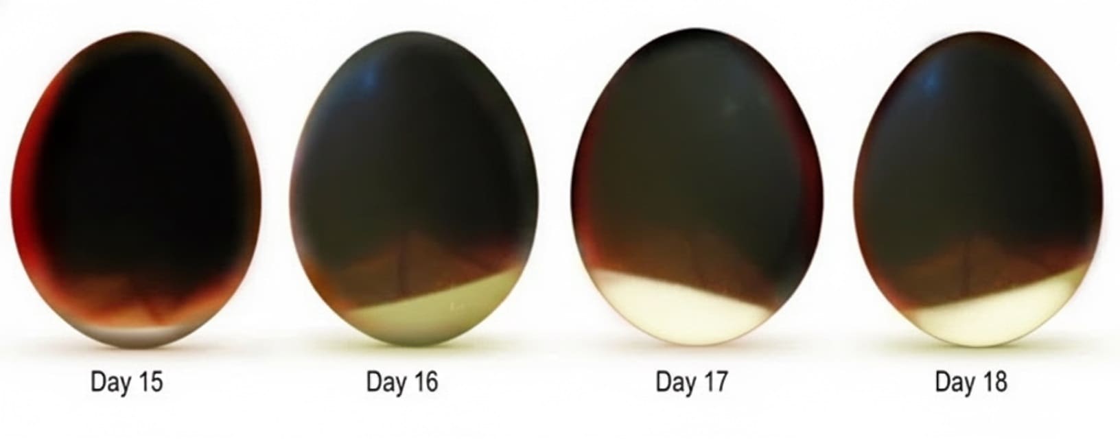 Egg Development Days 15-18