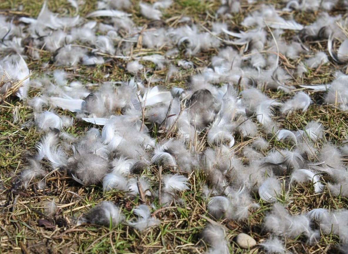 Feathers from Chicken Molting