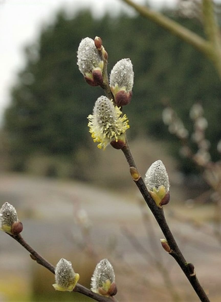 Goat Willow (Salix caprea)