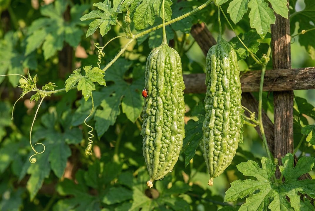 Growing Bitter Melon