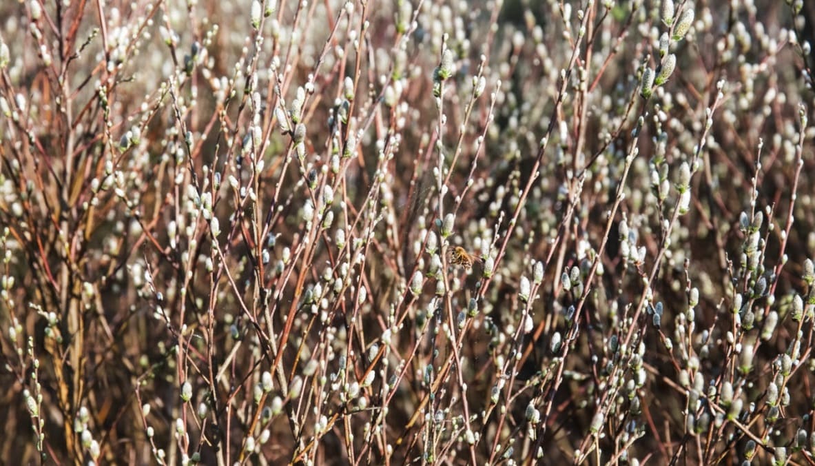 Growing Pussy Willows