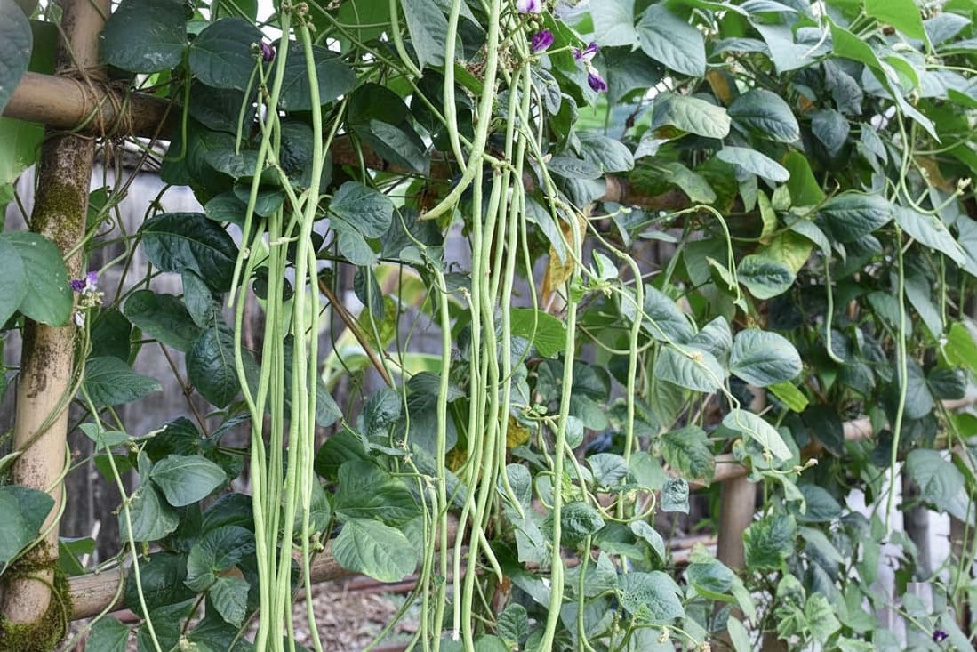 Growing Yard Long Beans