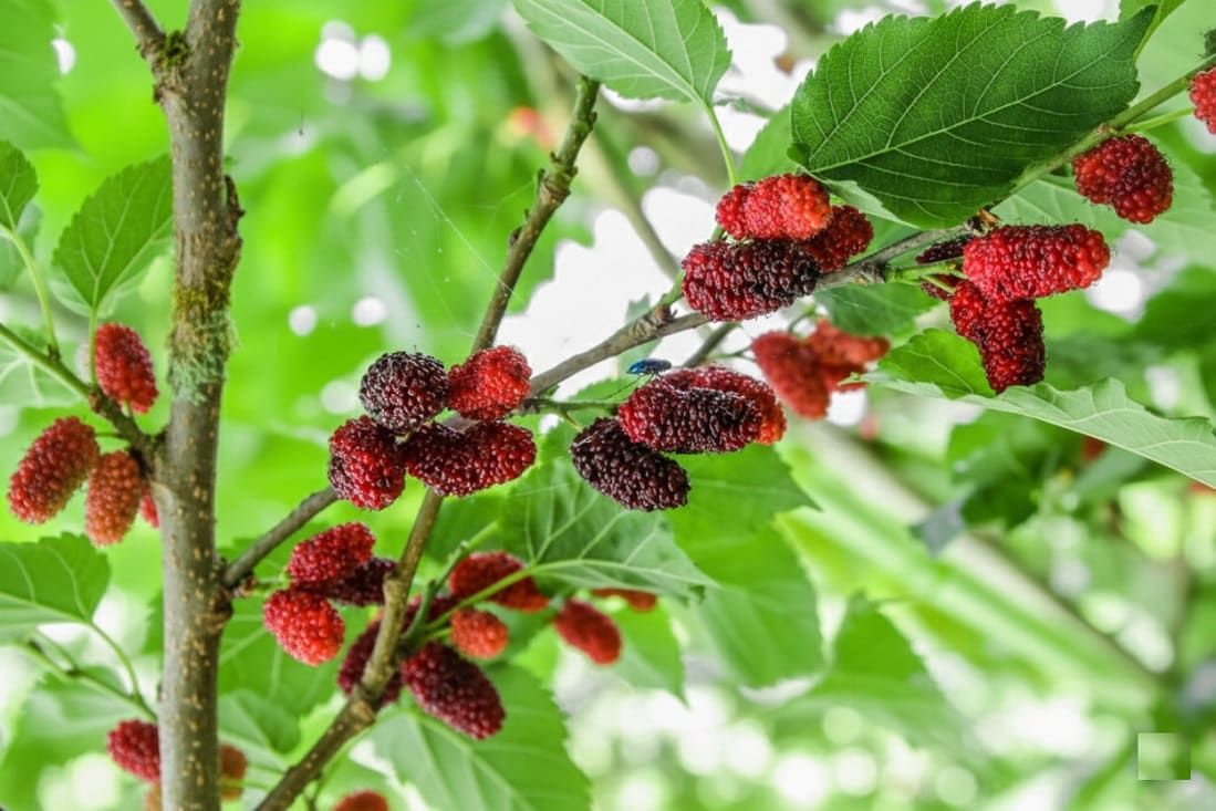 Growing mulberries