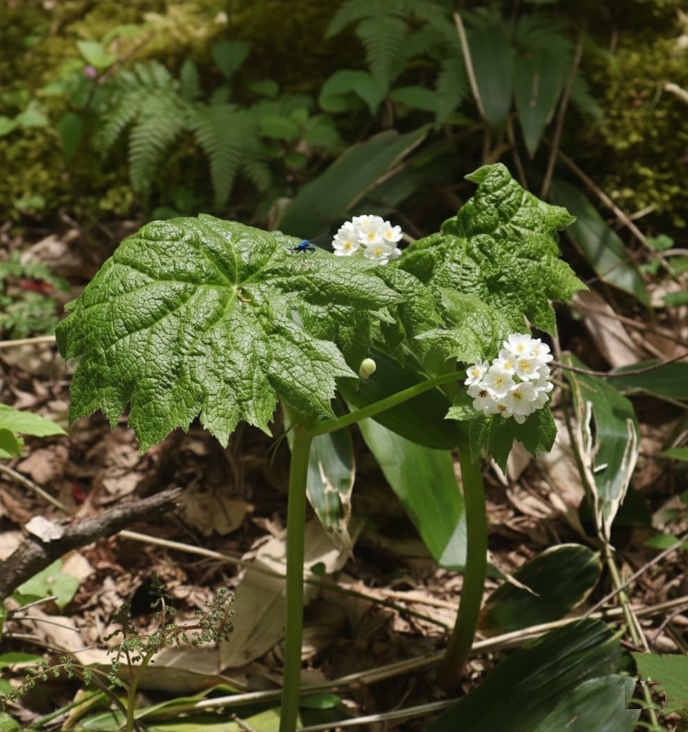 Ideal Environment for Diphylleia grayi