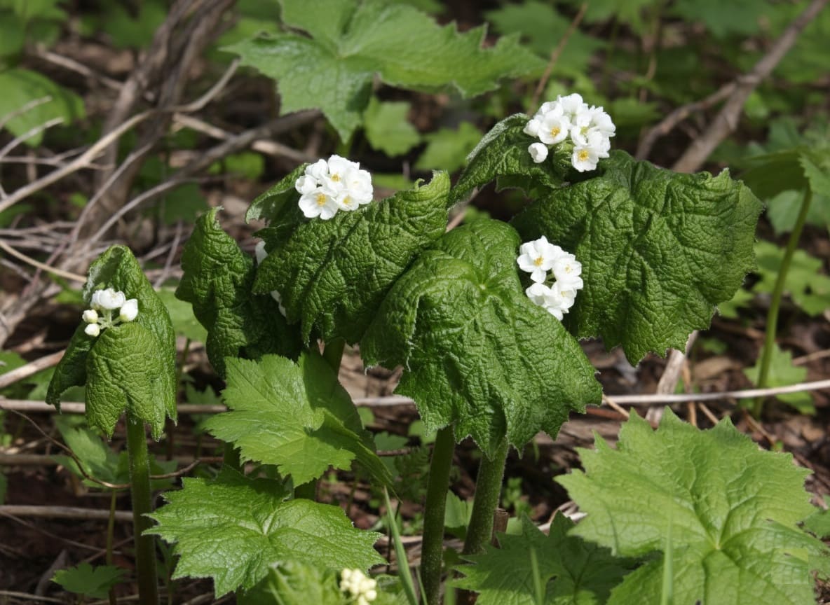 In-ground growing Diphylleia grayi