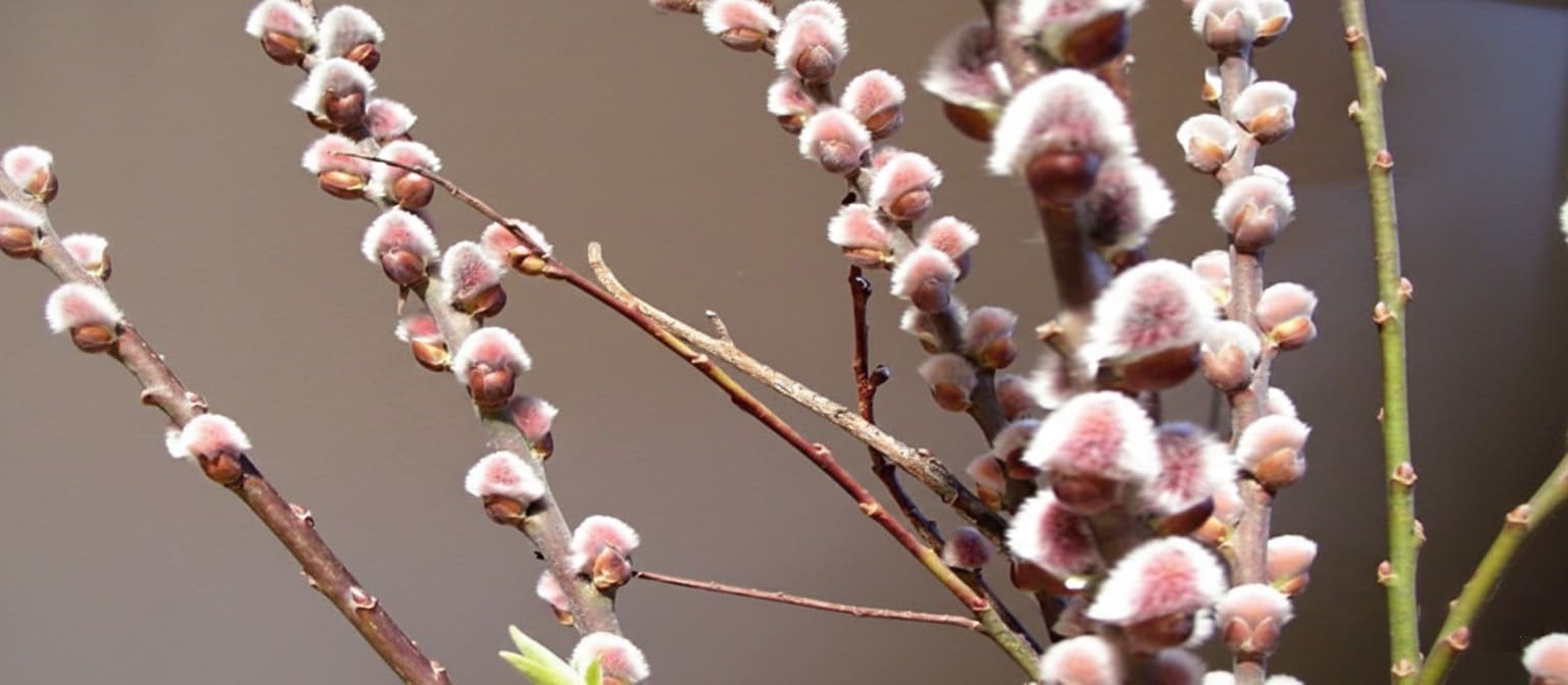 Pink Pussy Willow