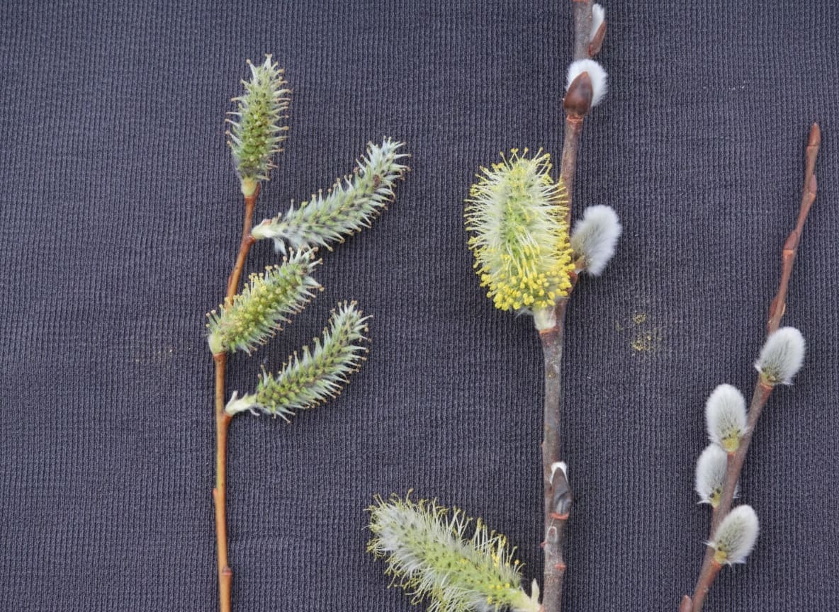 Pussy Willow Male-Female Dynamic