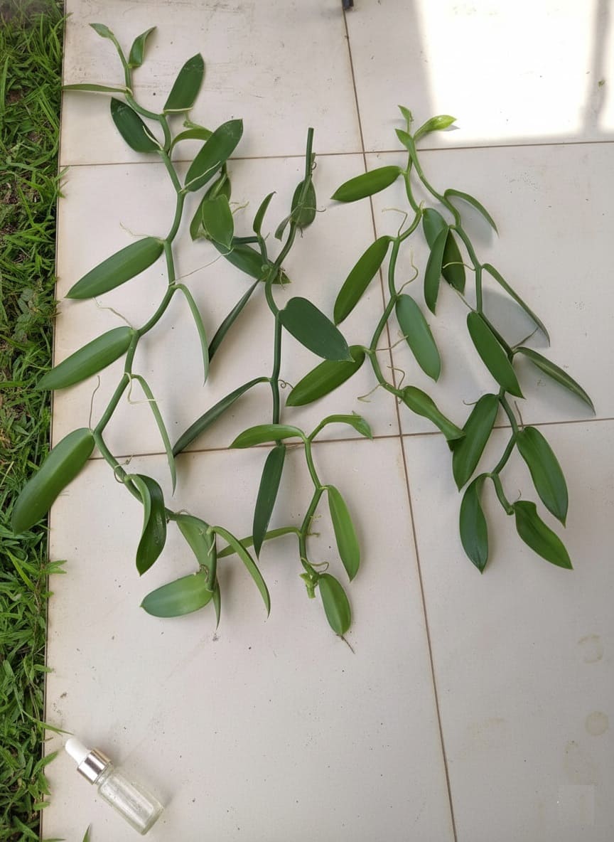 Selecting Quality Vanilla Orchid Cuttings