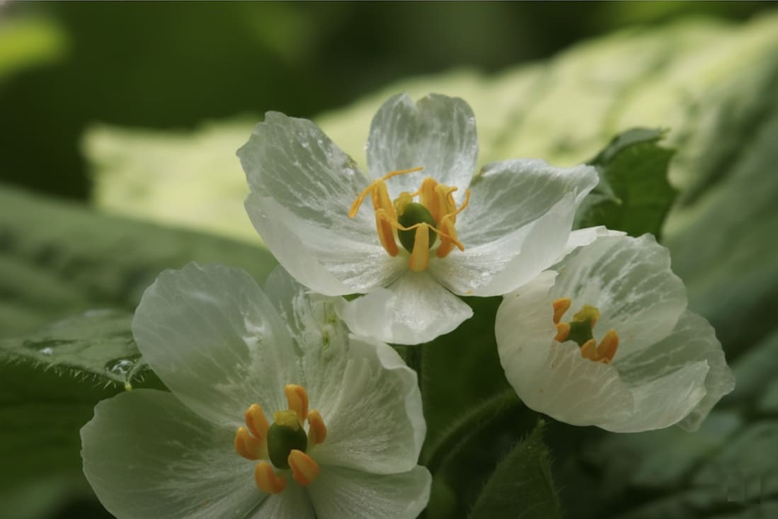 Skeleton Flower Care
