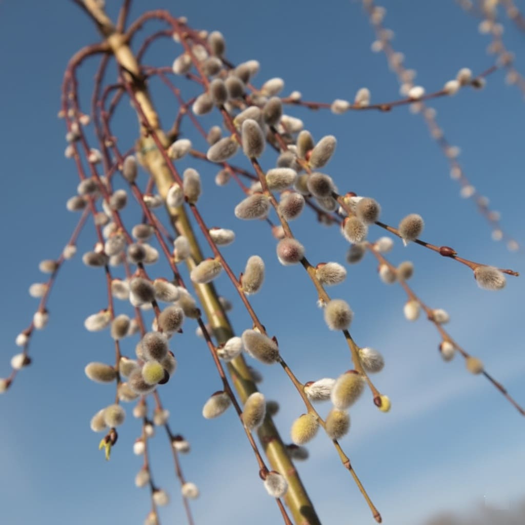Weeping Pussy Willow