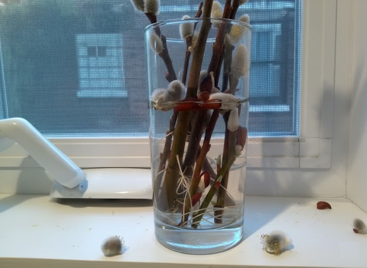 water cutting pussy willow