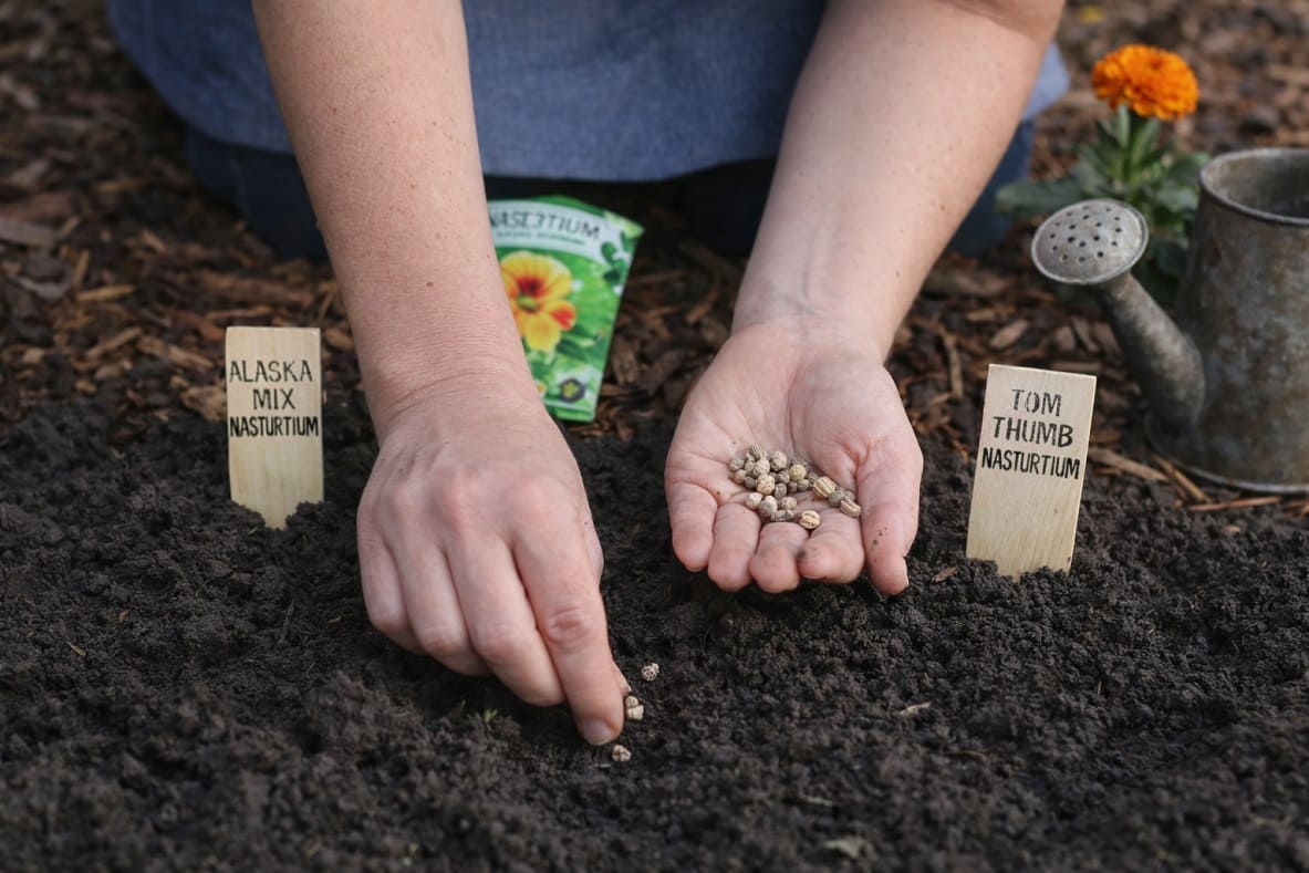 Direct Sowing Nasturtium seeds