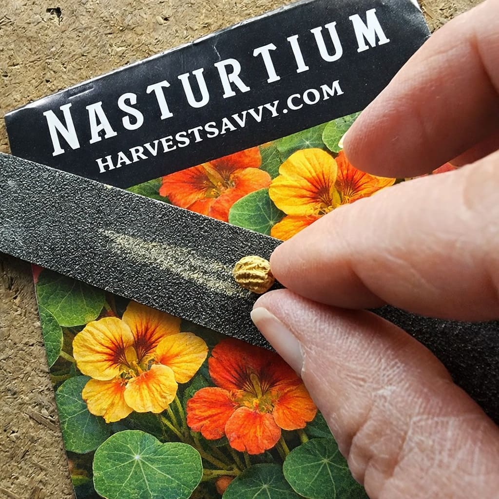Nasturtium seed scarification