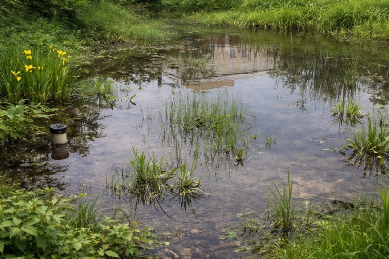 What Is a Swale? Complete Guide to Natural Drainage (2026)
