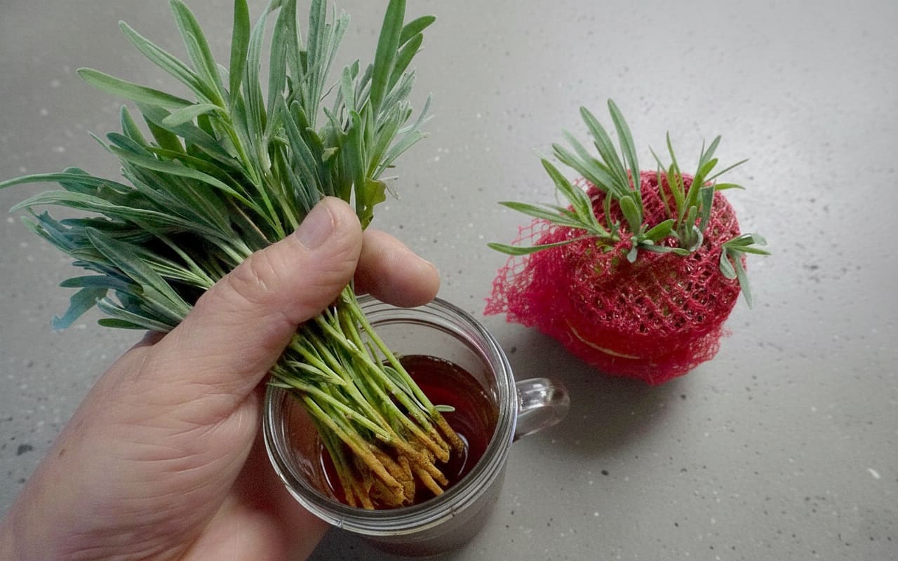 Apply Rooting Hormone On Lavender Cuttings